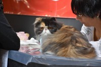 /album/fotogaleria-exposiciones3/a12814771-10208956237242637-4274777405304412434-n-1-jpg/